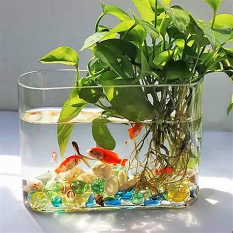 水生 植物 養魚|水耕植物養魚：打造綠意盎然的水下生態園林 